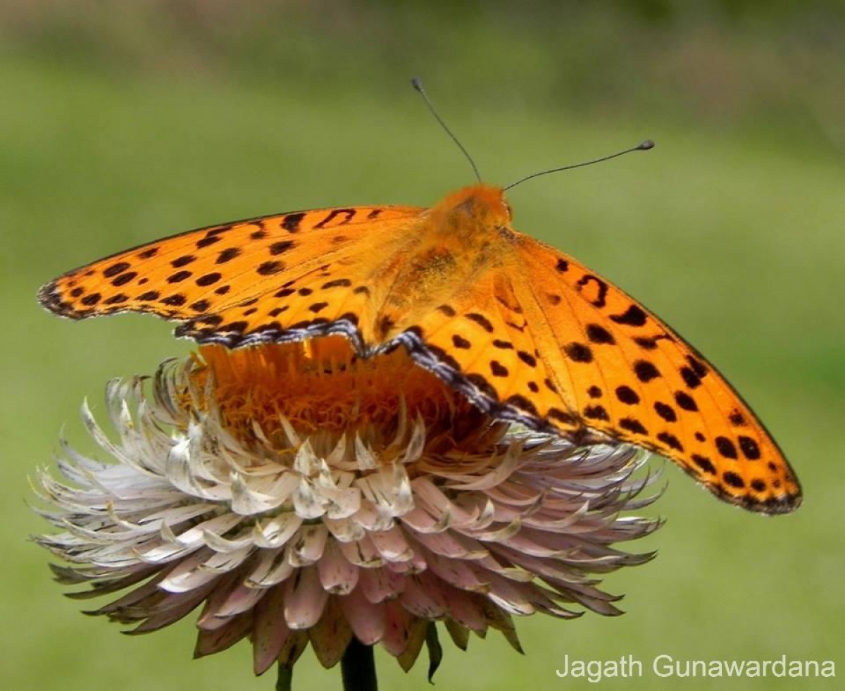 Argynnis hyperbius Linnaeus, 1763